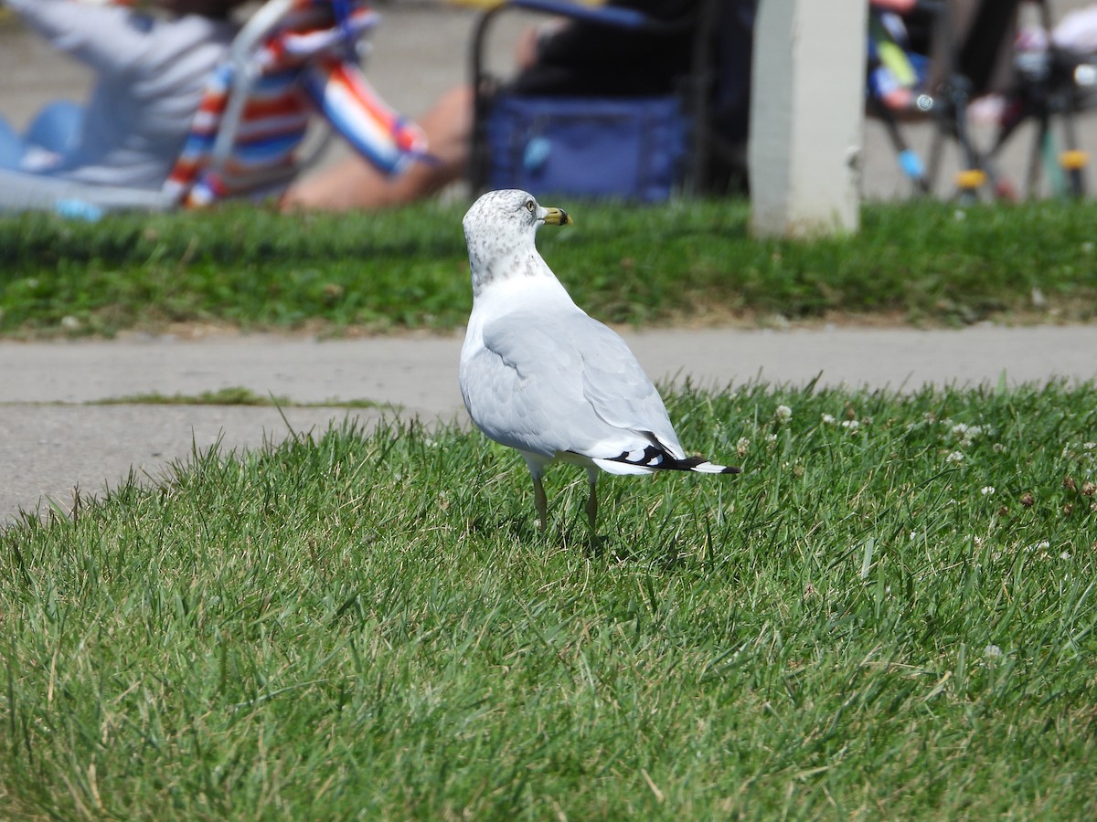 Ring-billed Gull - ML605034081