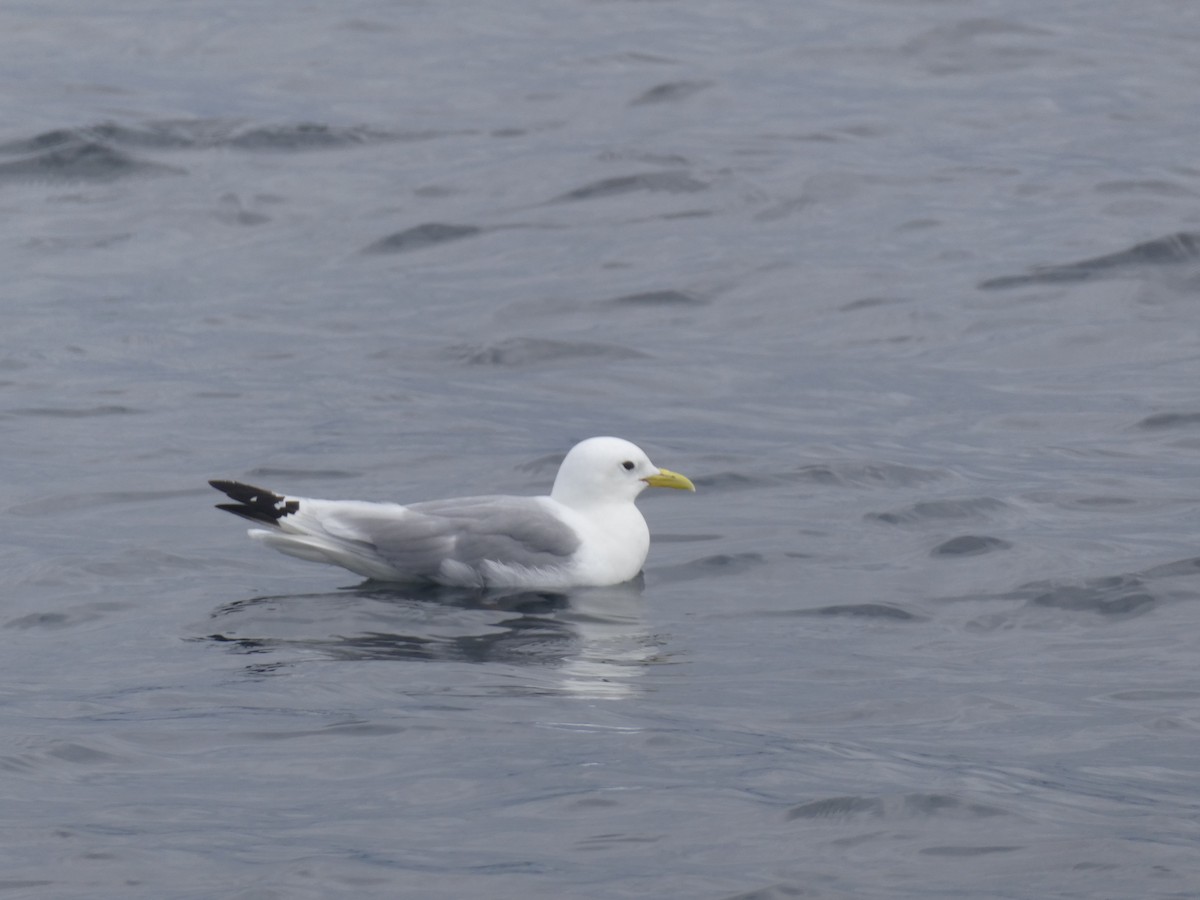 Black-legged Kittiwake - ML605034231