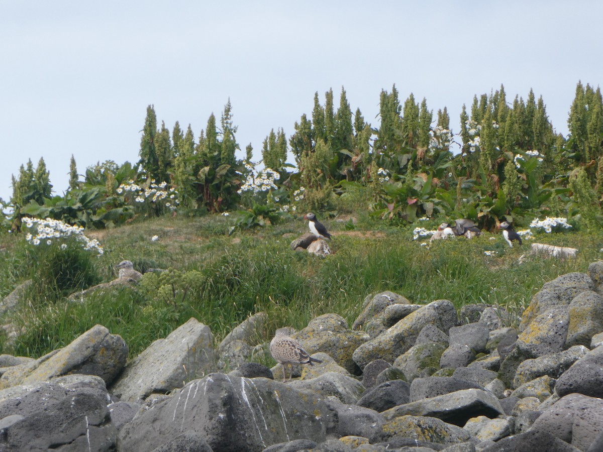 Atlantic Puffin - ML605034341