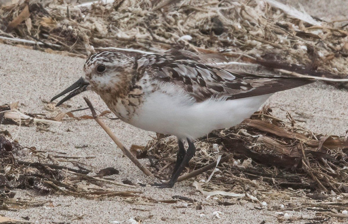 Sanderling - ML605034921