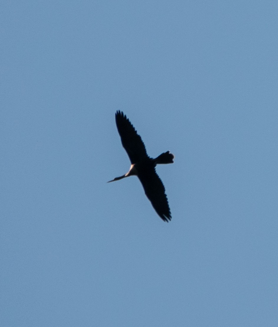 anhinga americká - ML605035441