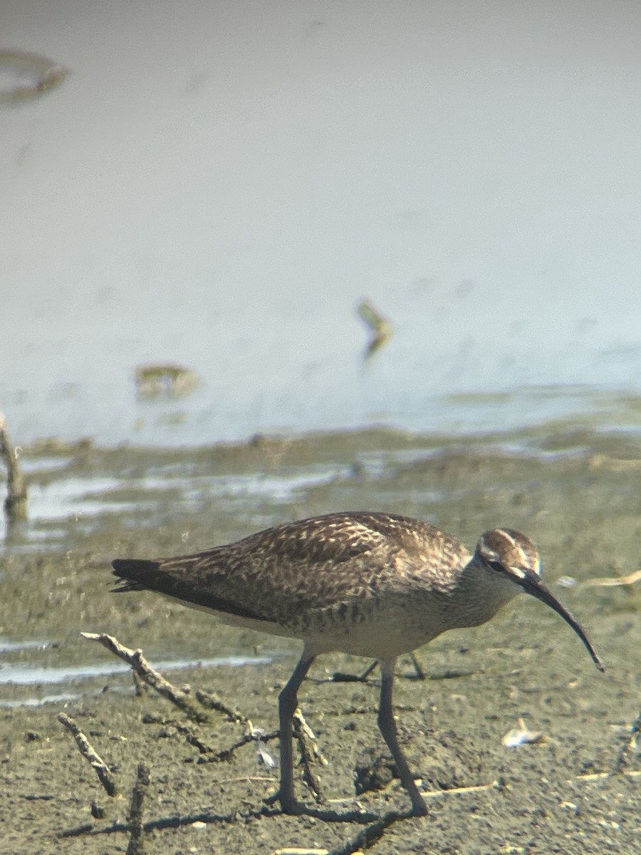 Hudsonian Whimbrel - ML605035751