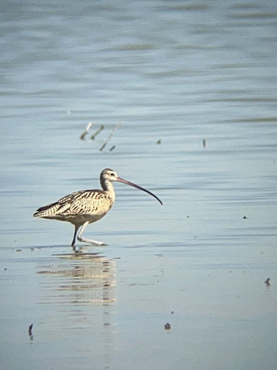 Long-billed Curlew - ML605035781