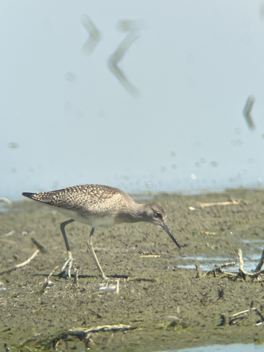 Willet - ML605036561