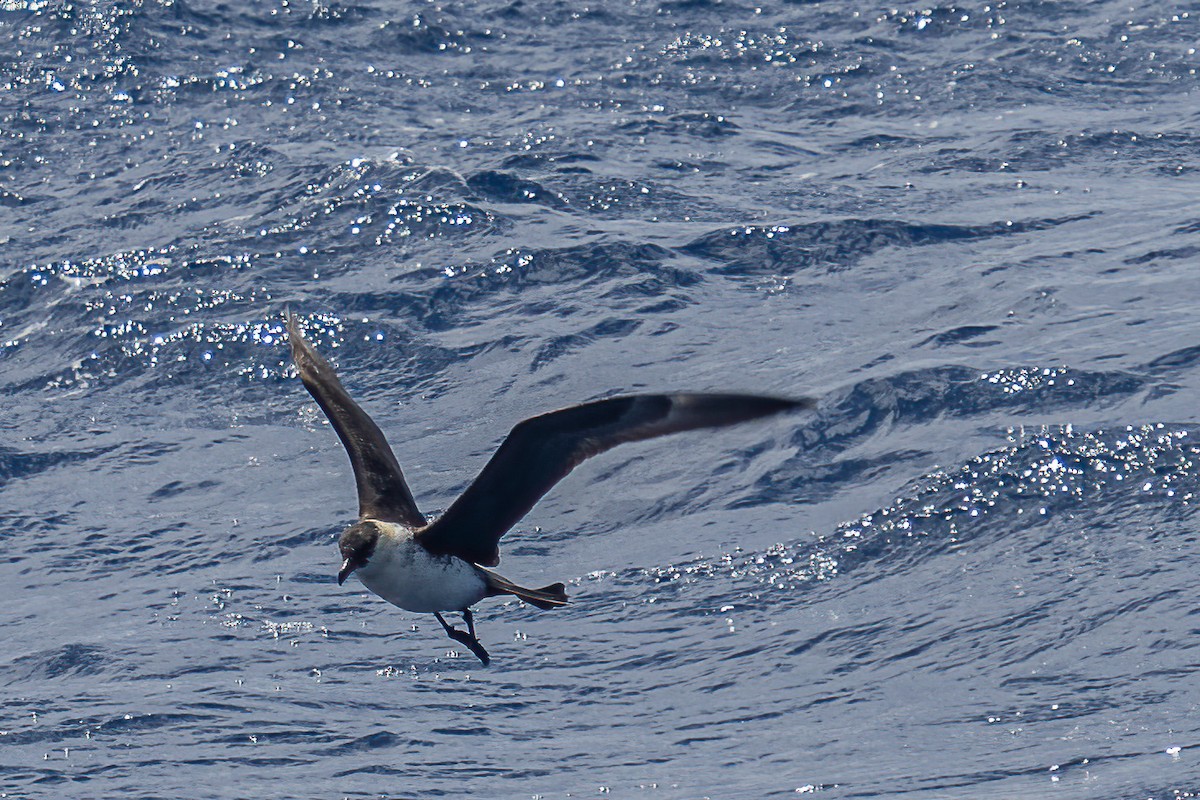 Long-tailed Jaeger - ML605036571
