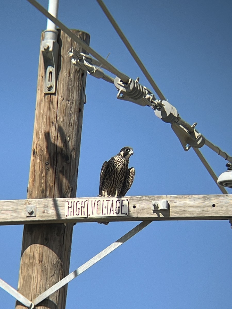 Peregrine Falcon - ML605036661