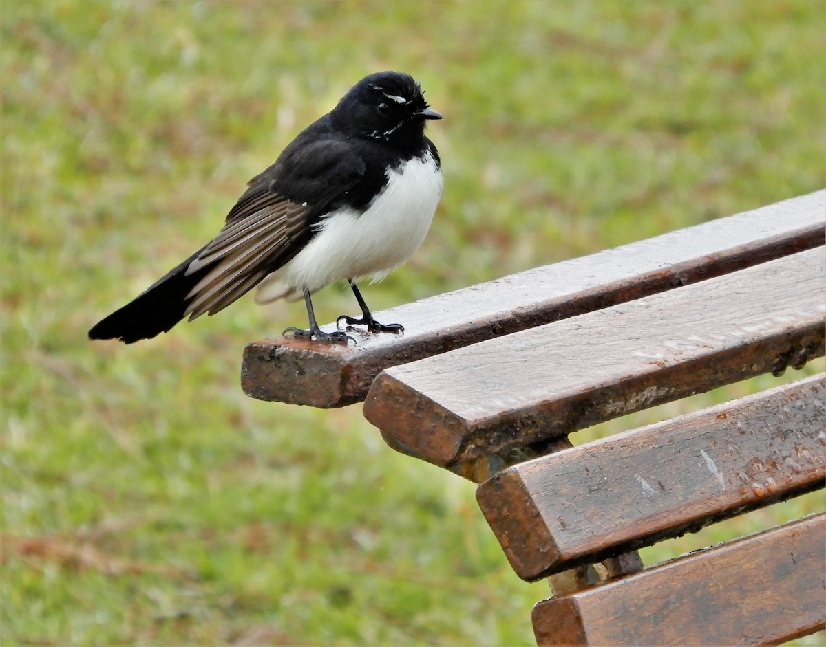 Willie-wagtail - ML605037251