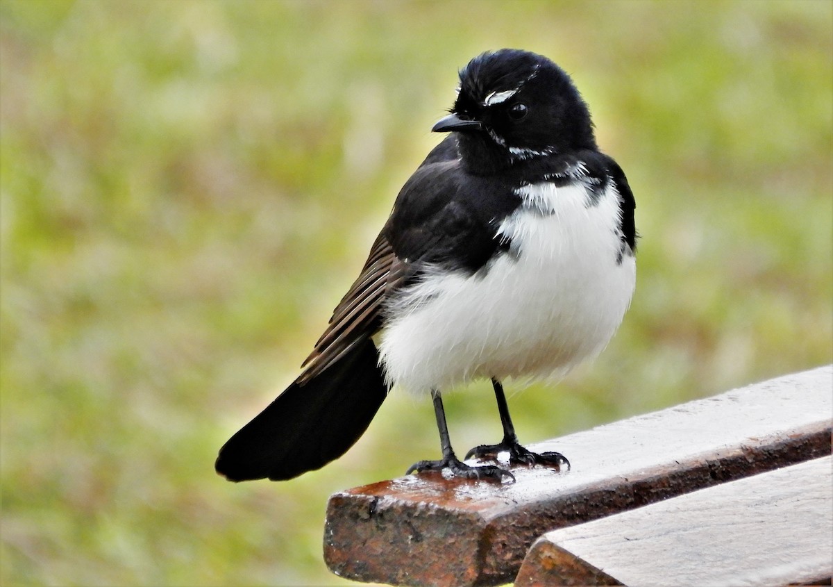 Willie-wagtail - ML605037291
