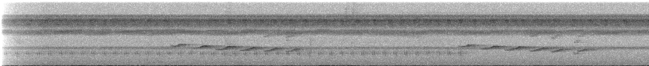 Sclérure obscur (macconnelli) - ML605038531