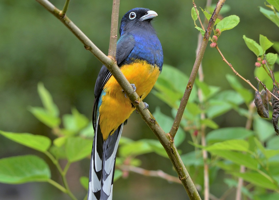 Trogon à queue blanche - ML605039101