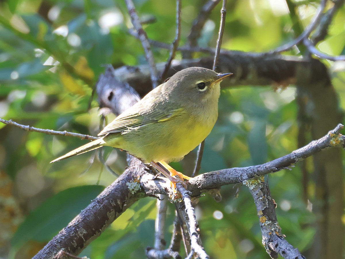 MacGillivray's Warbler - ML605040051