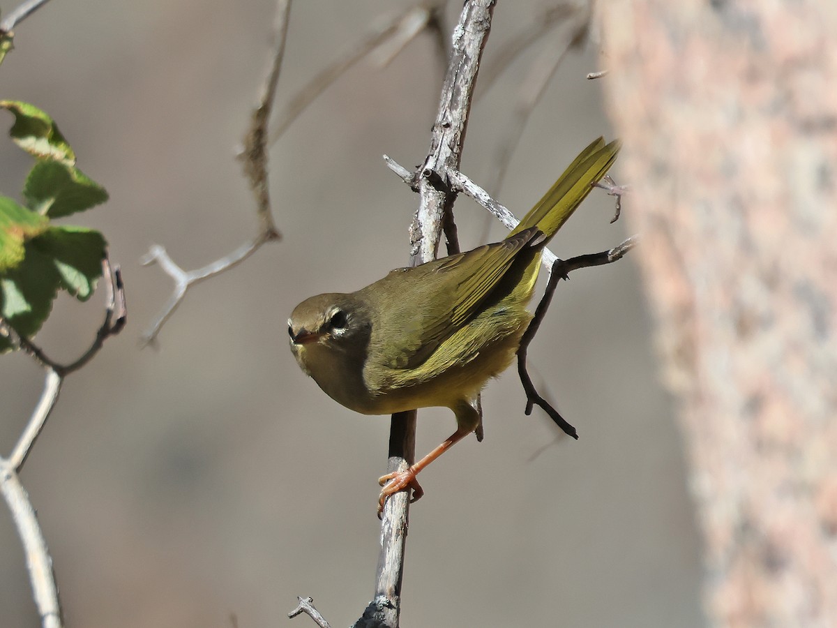 MacGillivray's Warbler - ML605040061