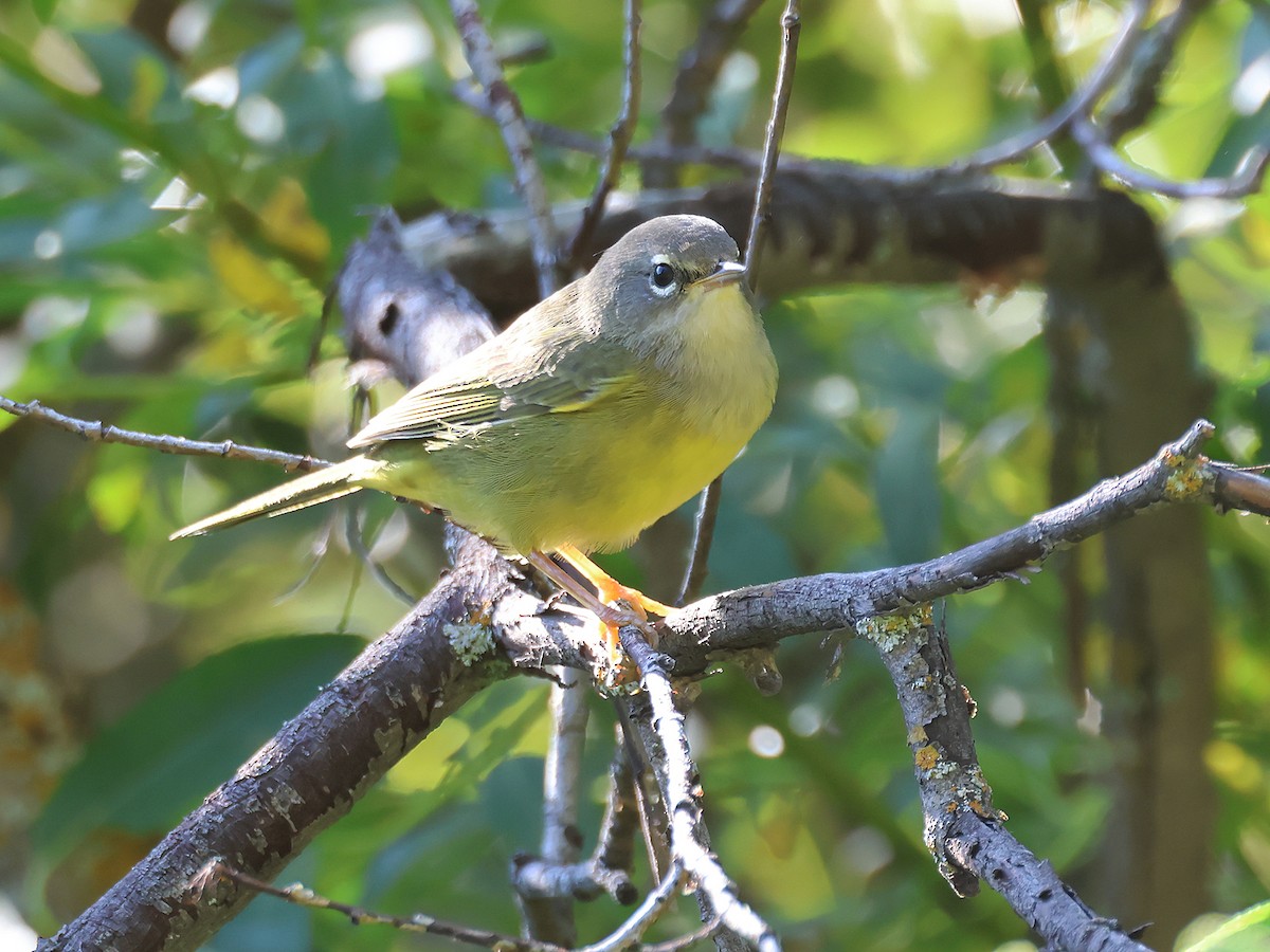 MacGillivray's Warbler - ML605040071