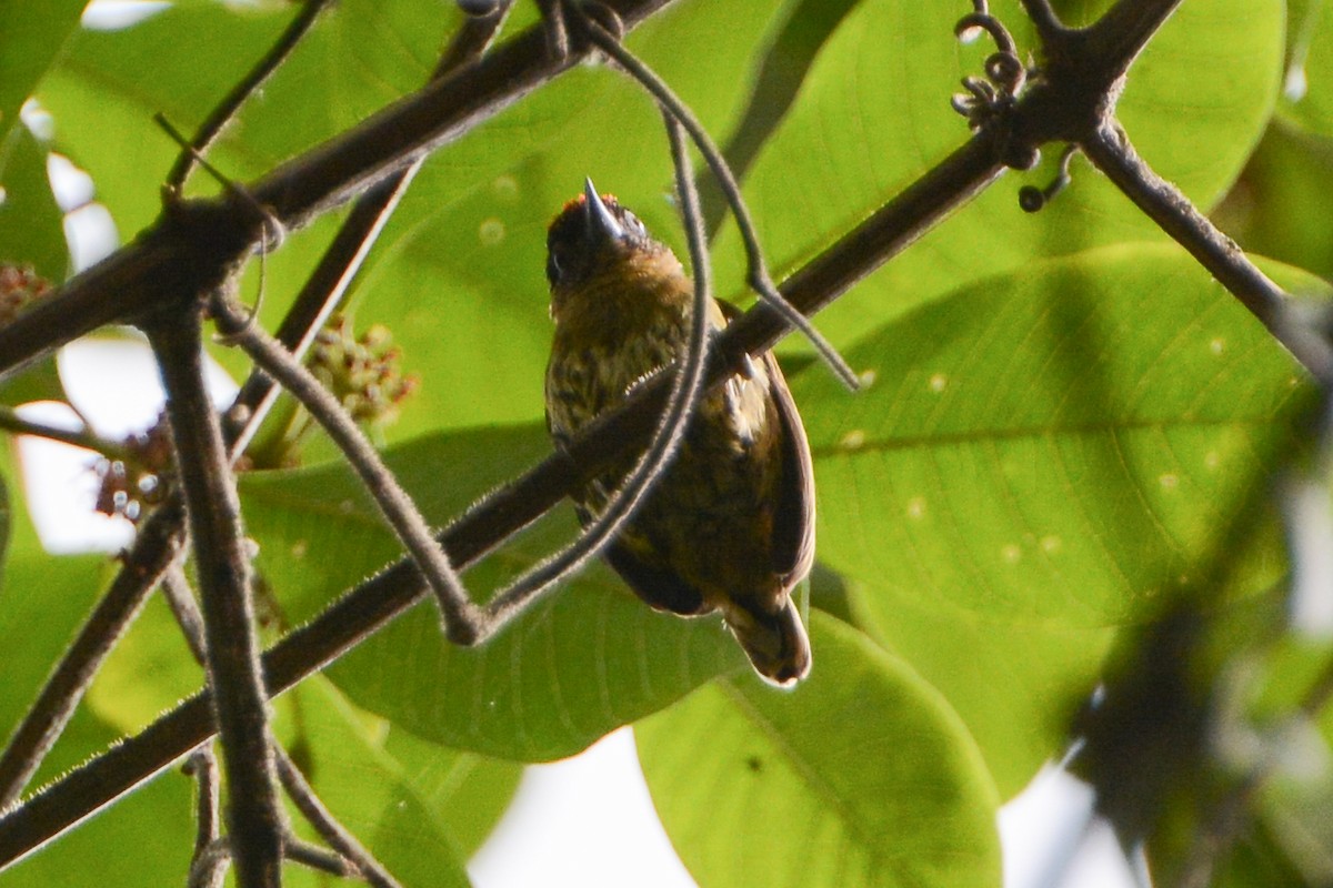 Olivaceous Piculet - ML605040221