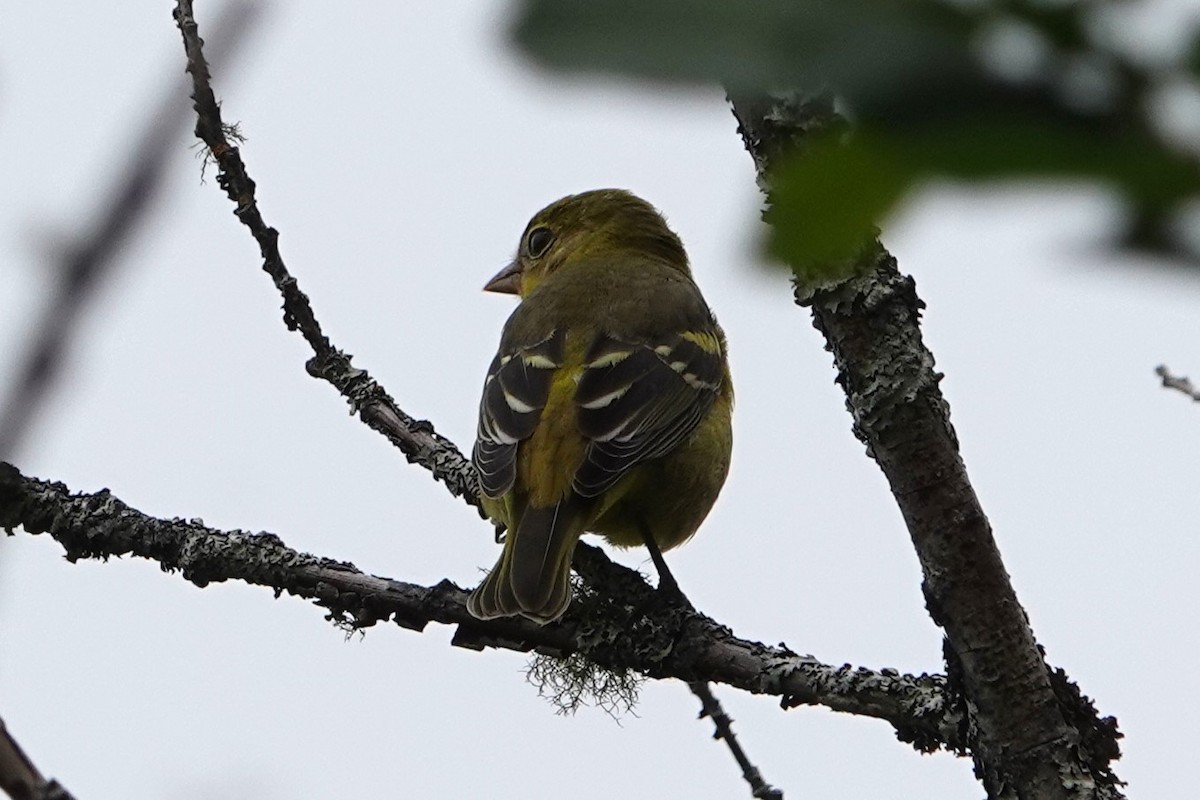 Western Tanager - Patty Rose