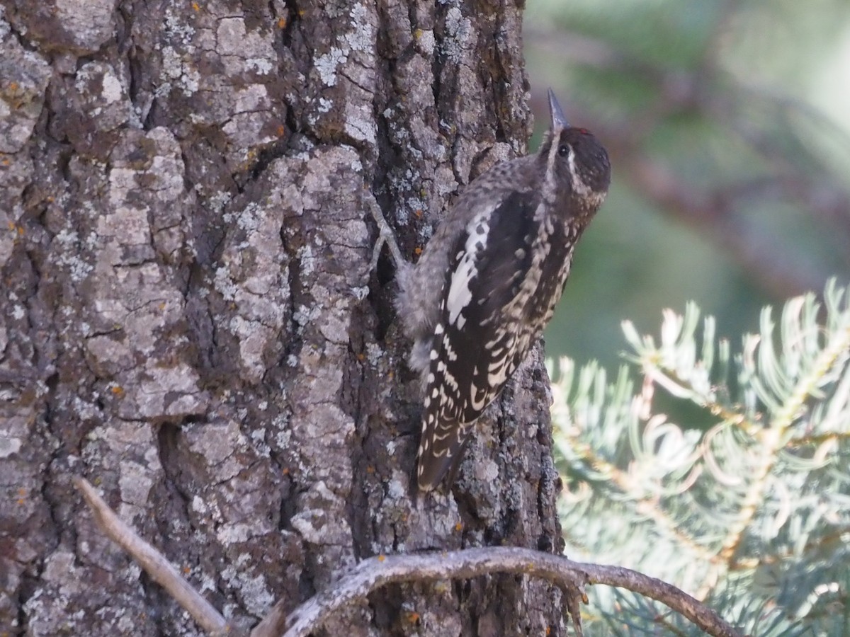 Red-naped Sapsucker - ML605043981