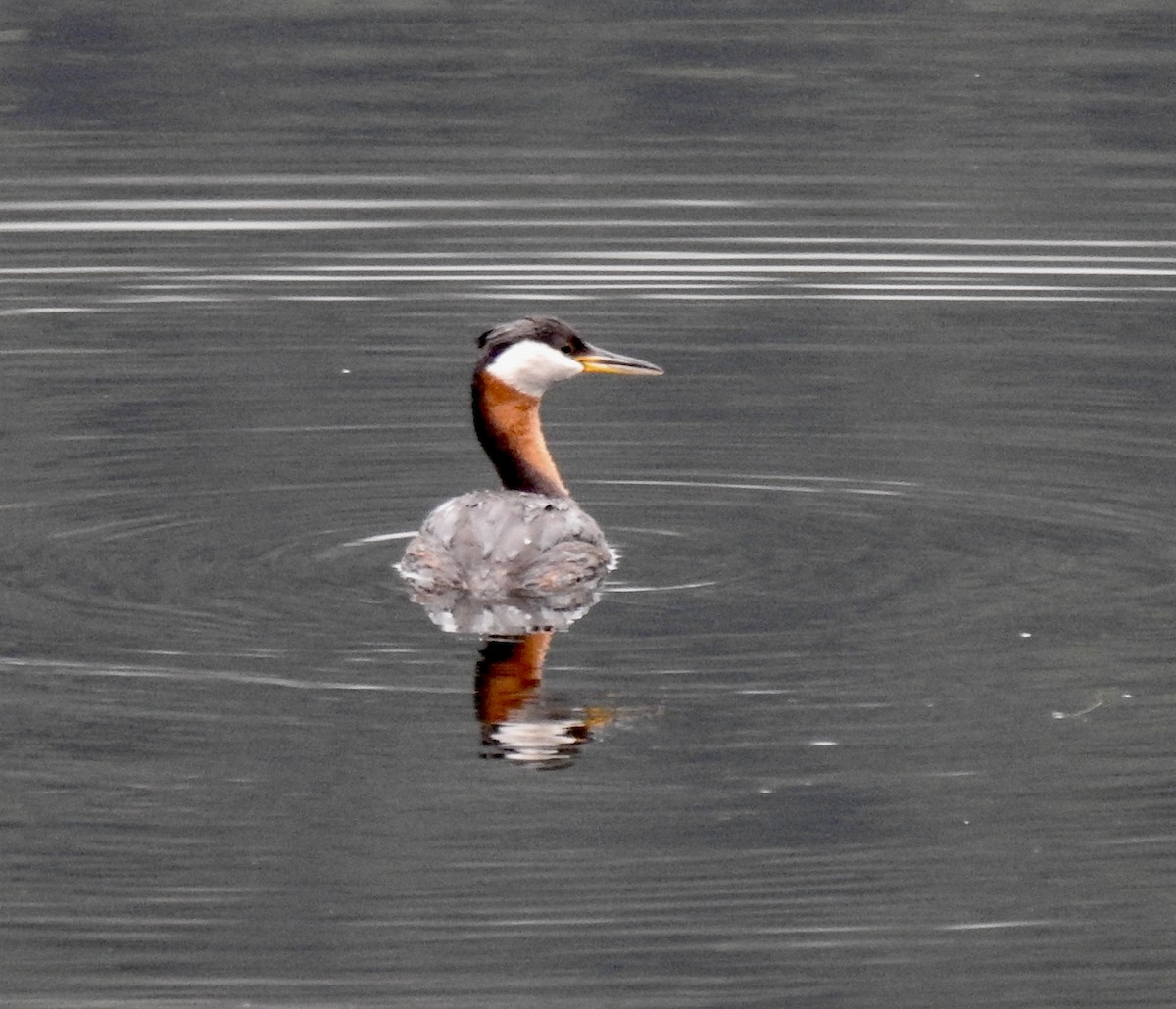 Red-necked Grebe - ML605044051
