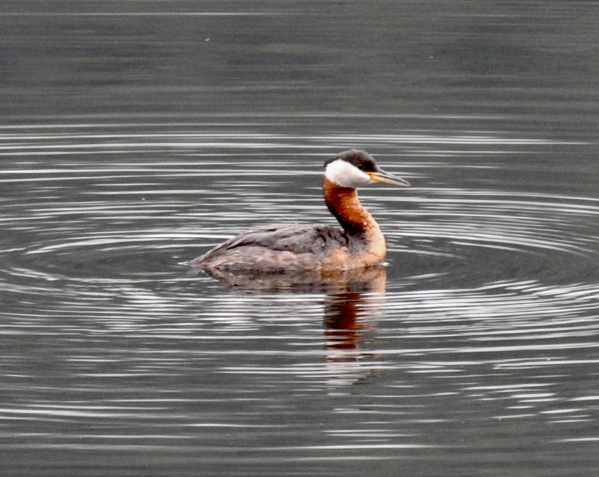 Red-necked Grebe - ML605044071