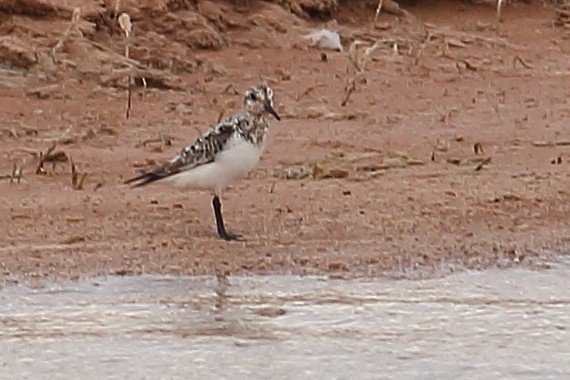 Sanderling - Daniel Mitev