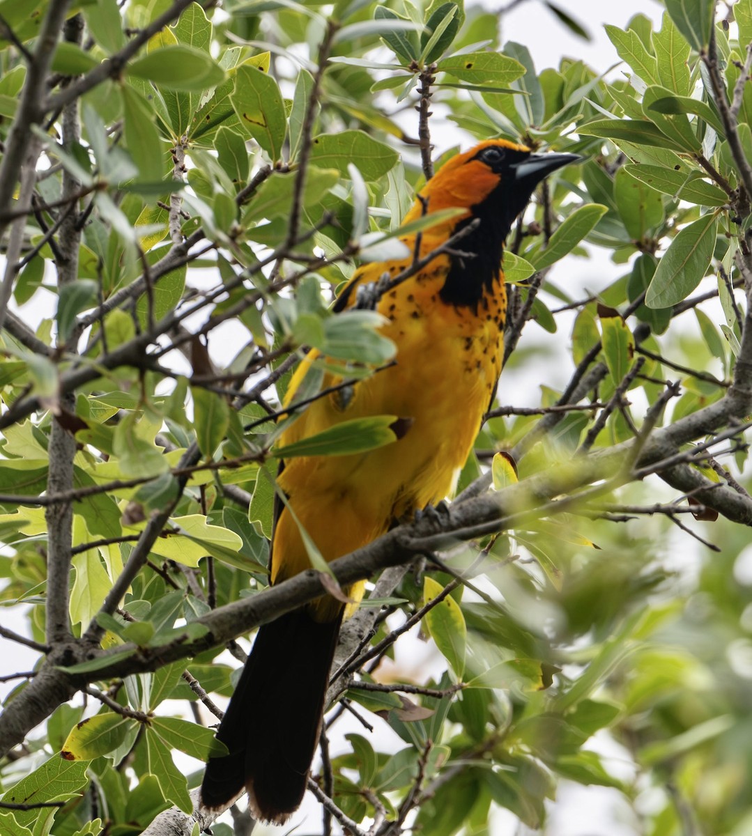 Spot-breasted Oriole - ML605044311