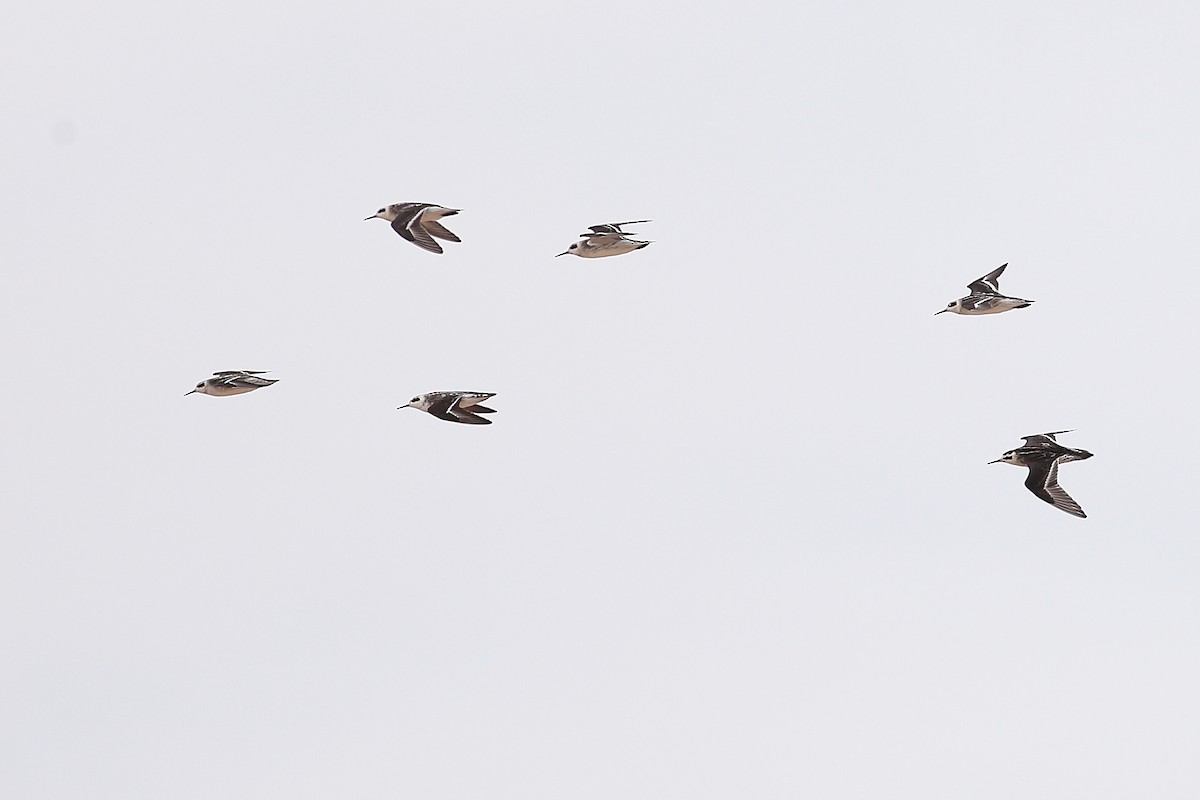 Red-necked Phalarope - Daniel Mitev