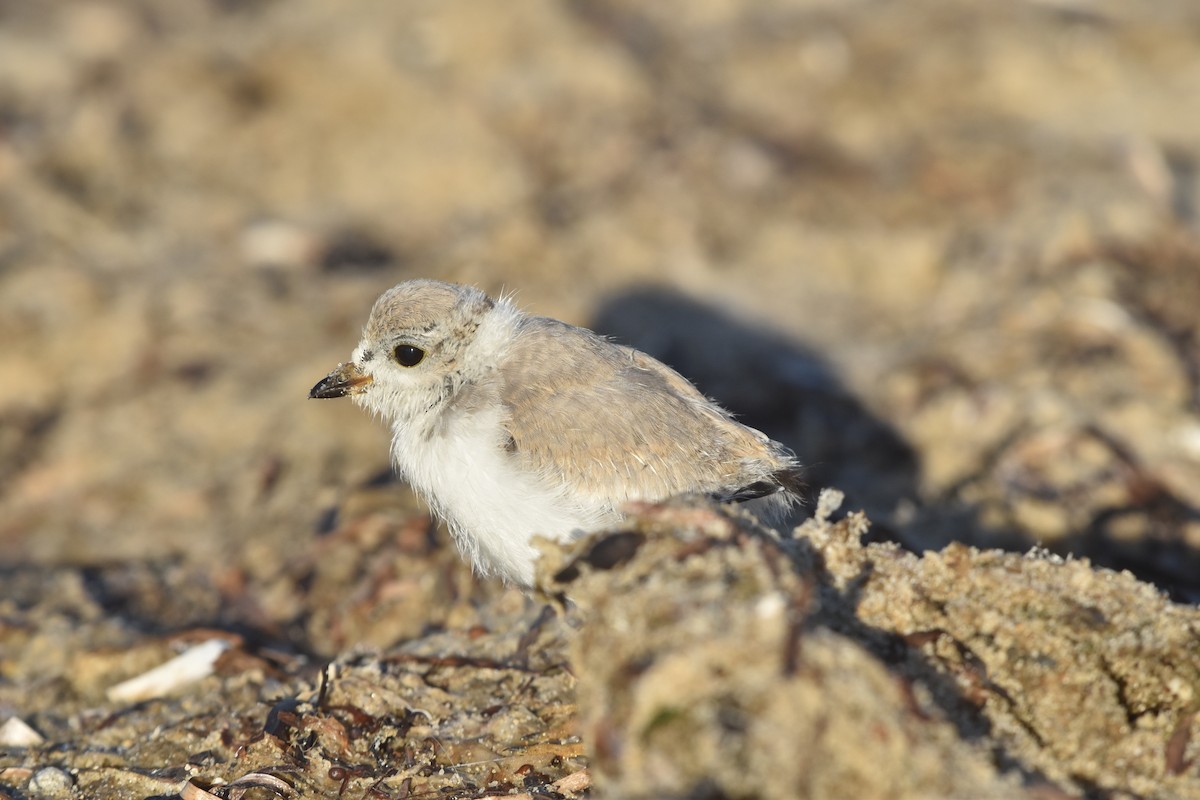 Piping Plover - ML605044551