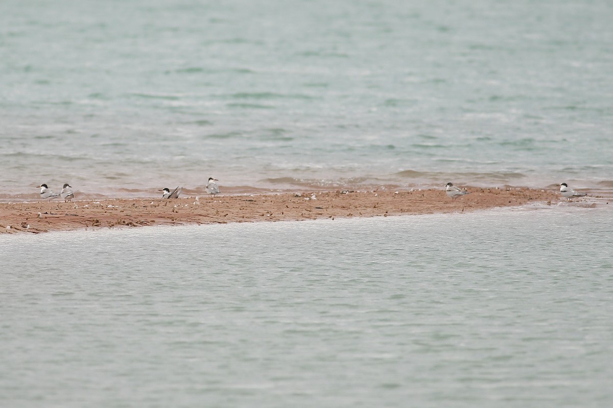 Common Tern - ML605044651