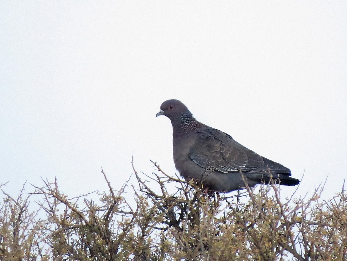 Picazuro Pigeon - ML605044961