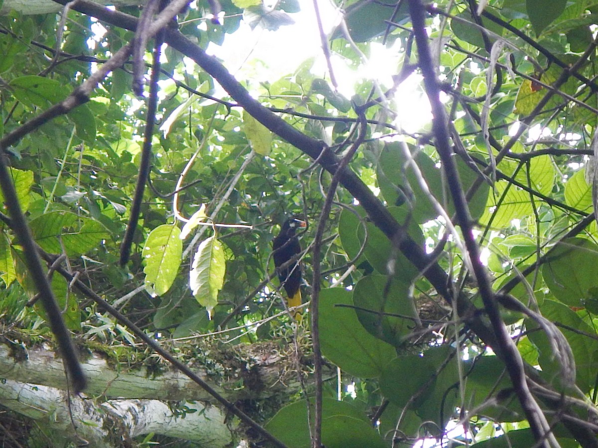 Montezuma Oropendola - Ian K