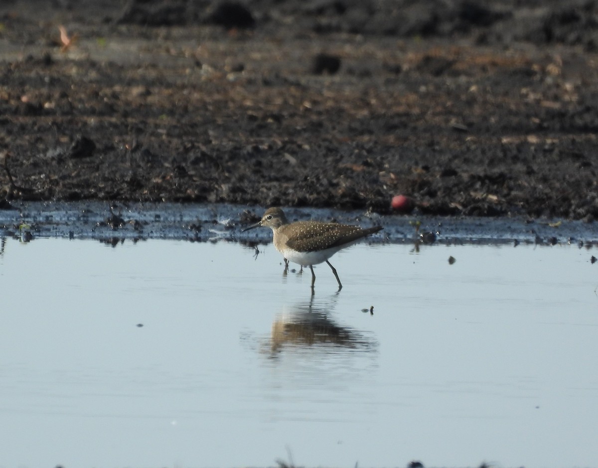 eremittsnipe - ML605045831