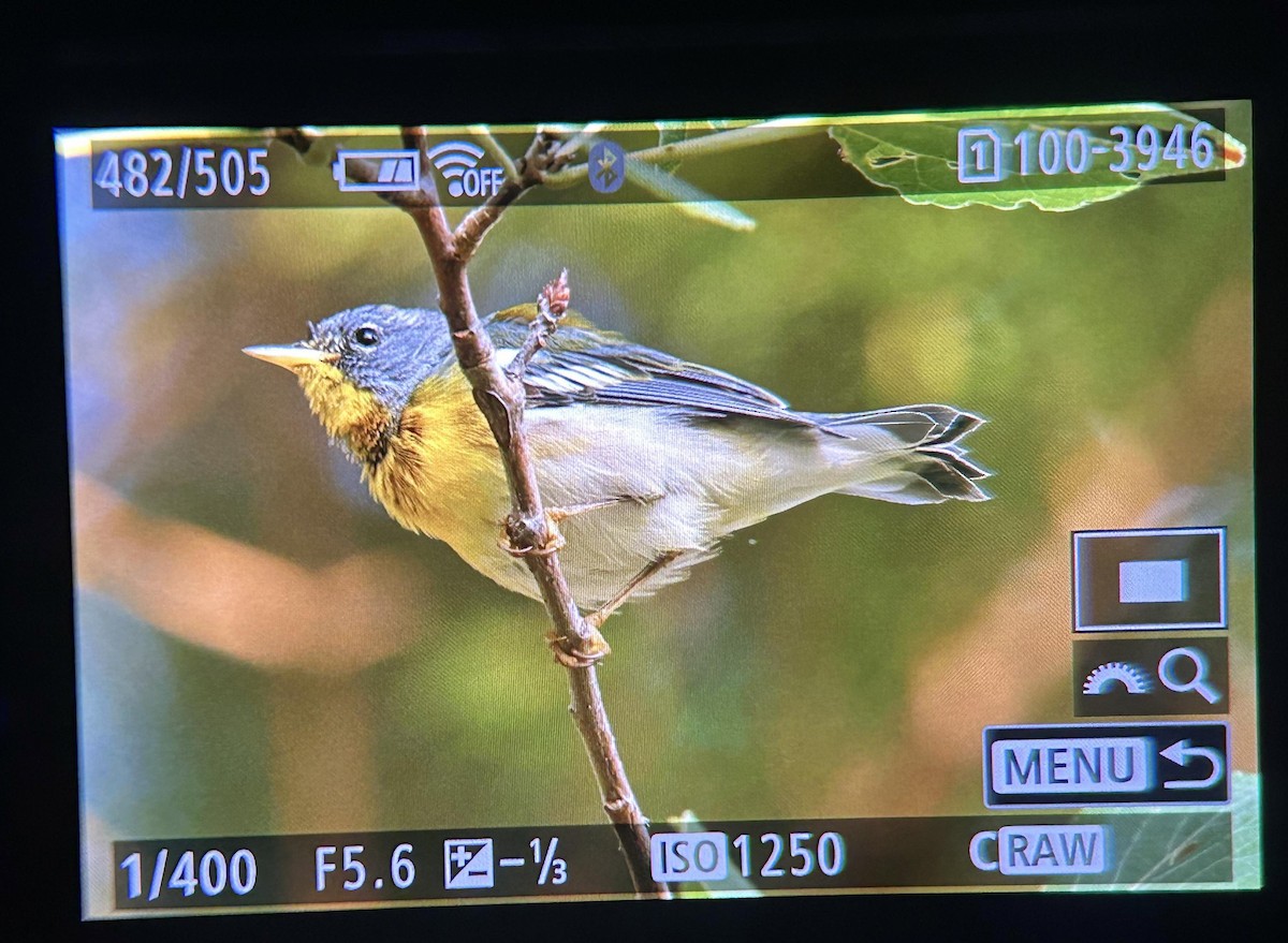 Northern Parula - ML605046361