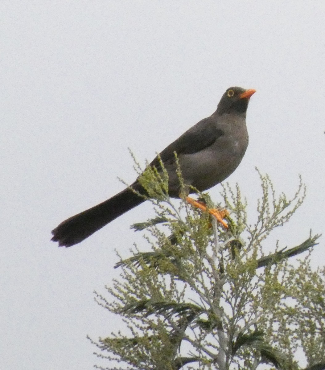 Great Thrush - Jens Lallensack