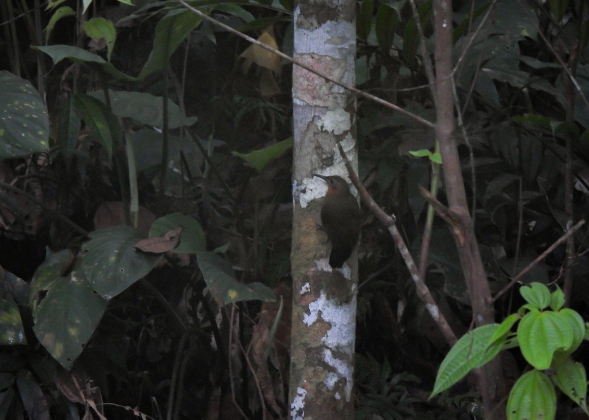 South American Leaftosser (Guianan) - ML605048211