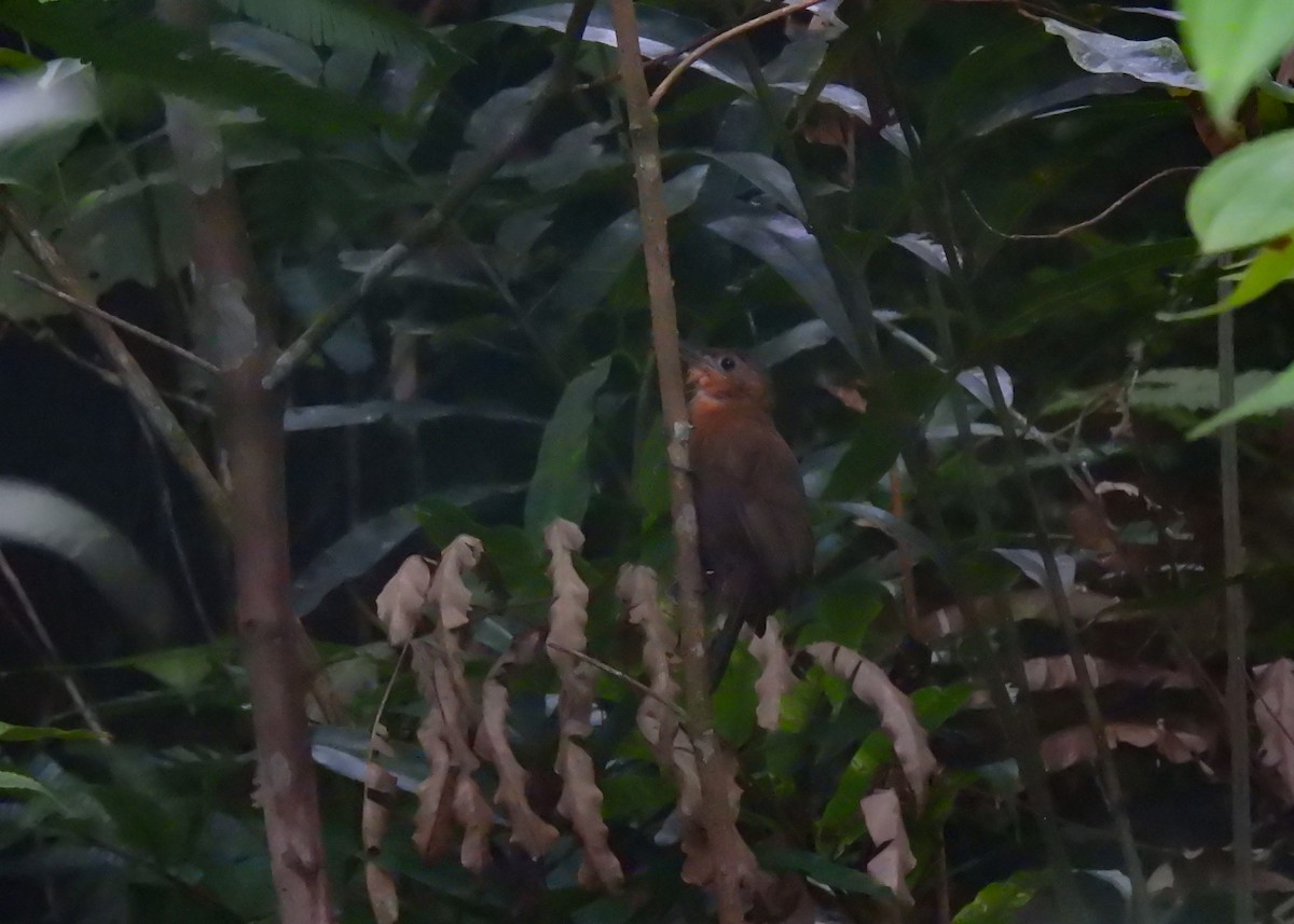 South American Leaftosser (Guianan) - ML605048221