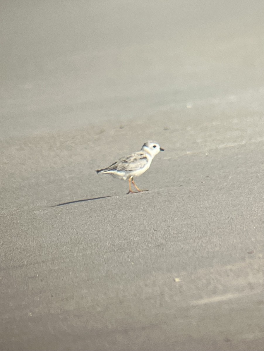 Piping Plover - ML605048571