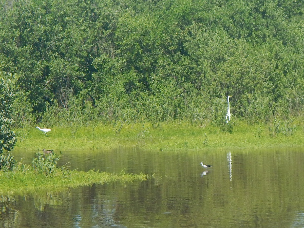 Anatidae sp. (teal sp.) - ML605049061