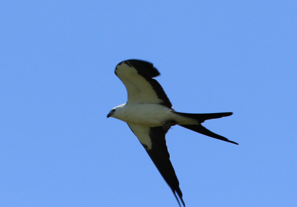 Swallow-tailed Kite - ML605049881