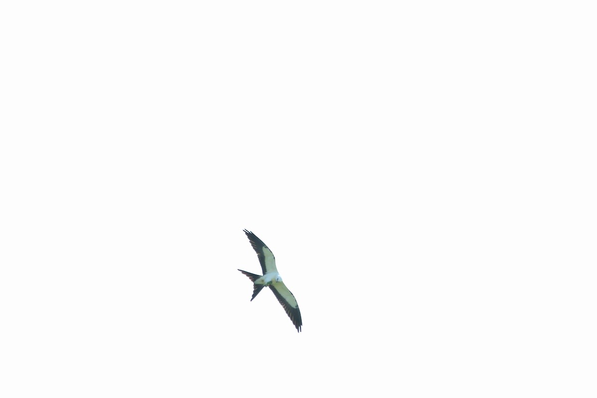 Swallow-tailed Kite - ML605049891