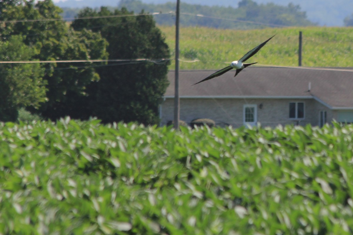 Swallow-tailed Kite - ML605049901