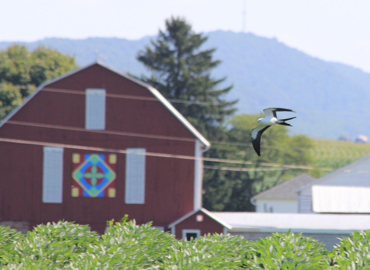 Swallow-tailed Kite - ML605049911