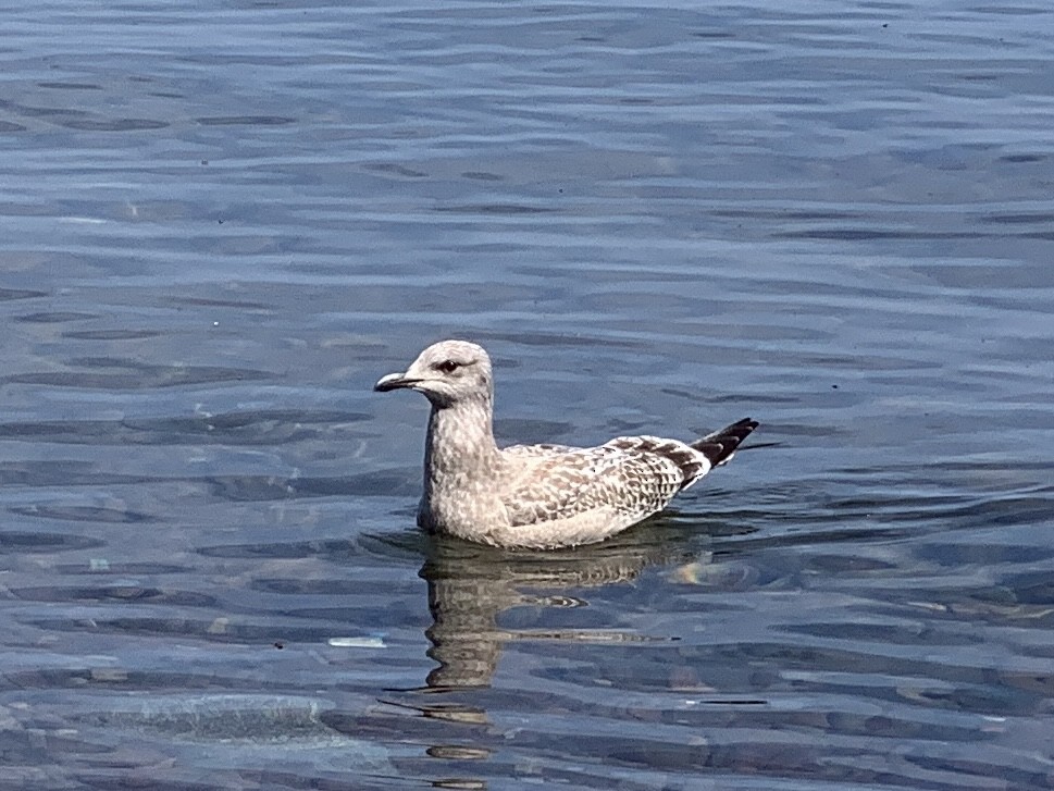 Herring Gull - ML605050661