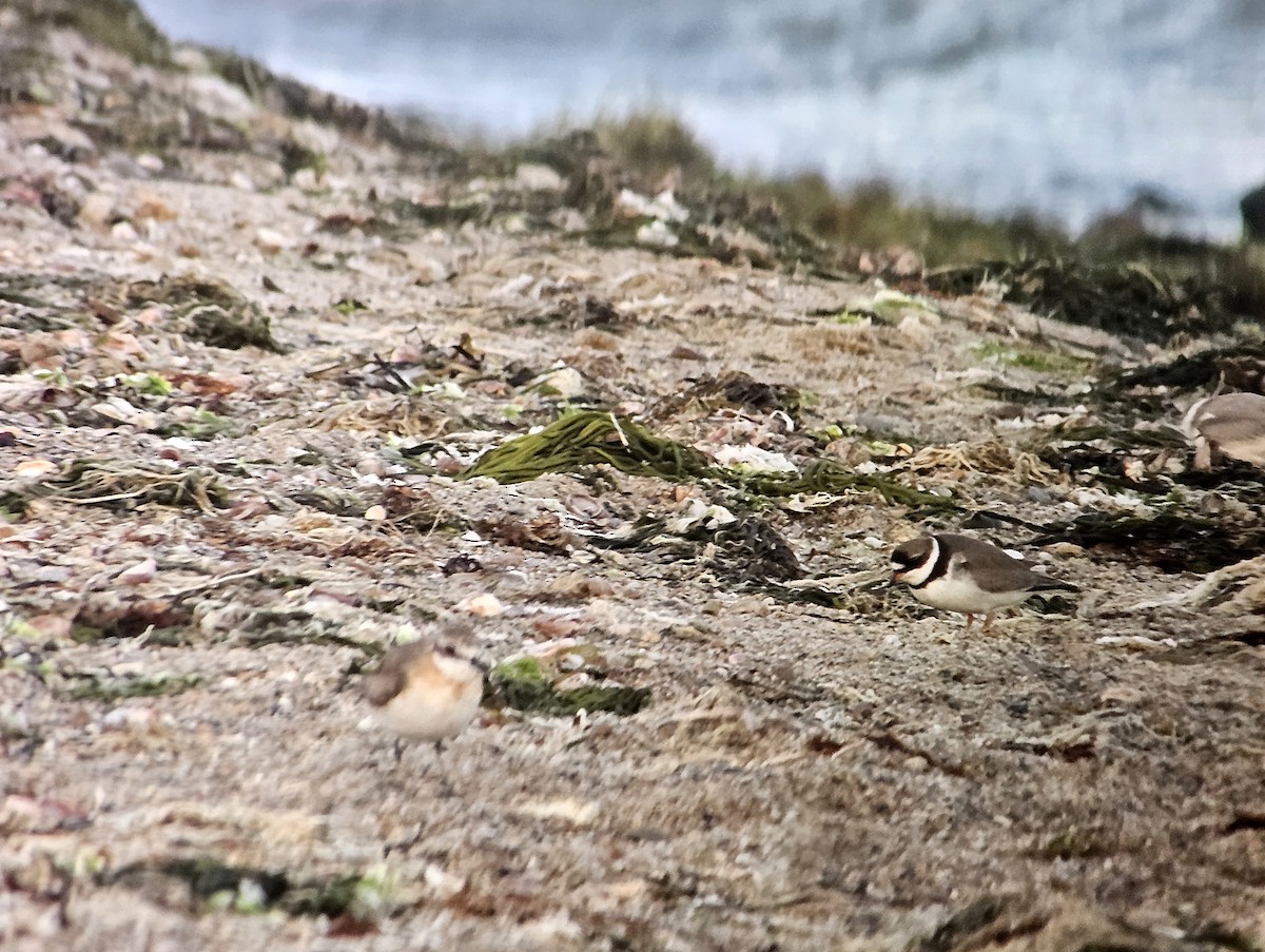 Semipalmated Plover - ML605050721