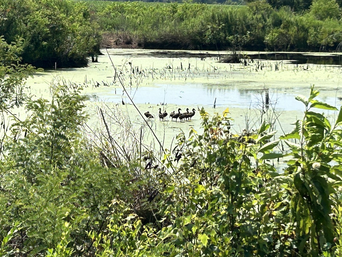 Black-bellied Whistling-Duck - ML605051941