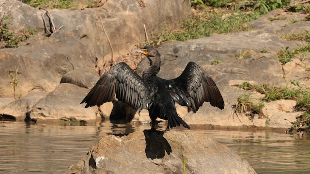 Cormoran à aigrettes - ML605052181