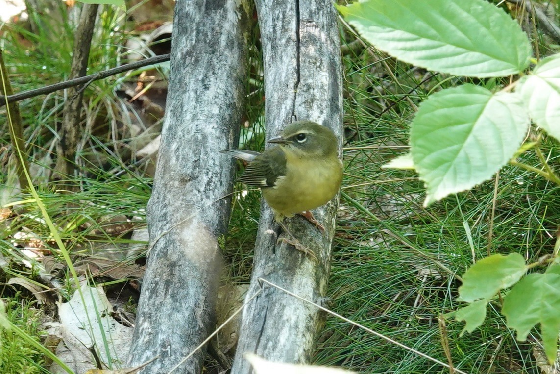 Blaurücken-Waldsänger - ML605053271