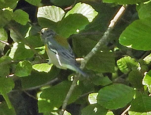 Northern Parula - ML605054661