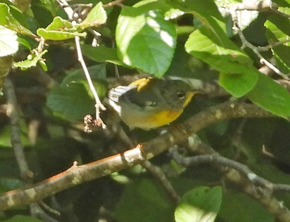 Northern Parula - ML605054671