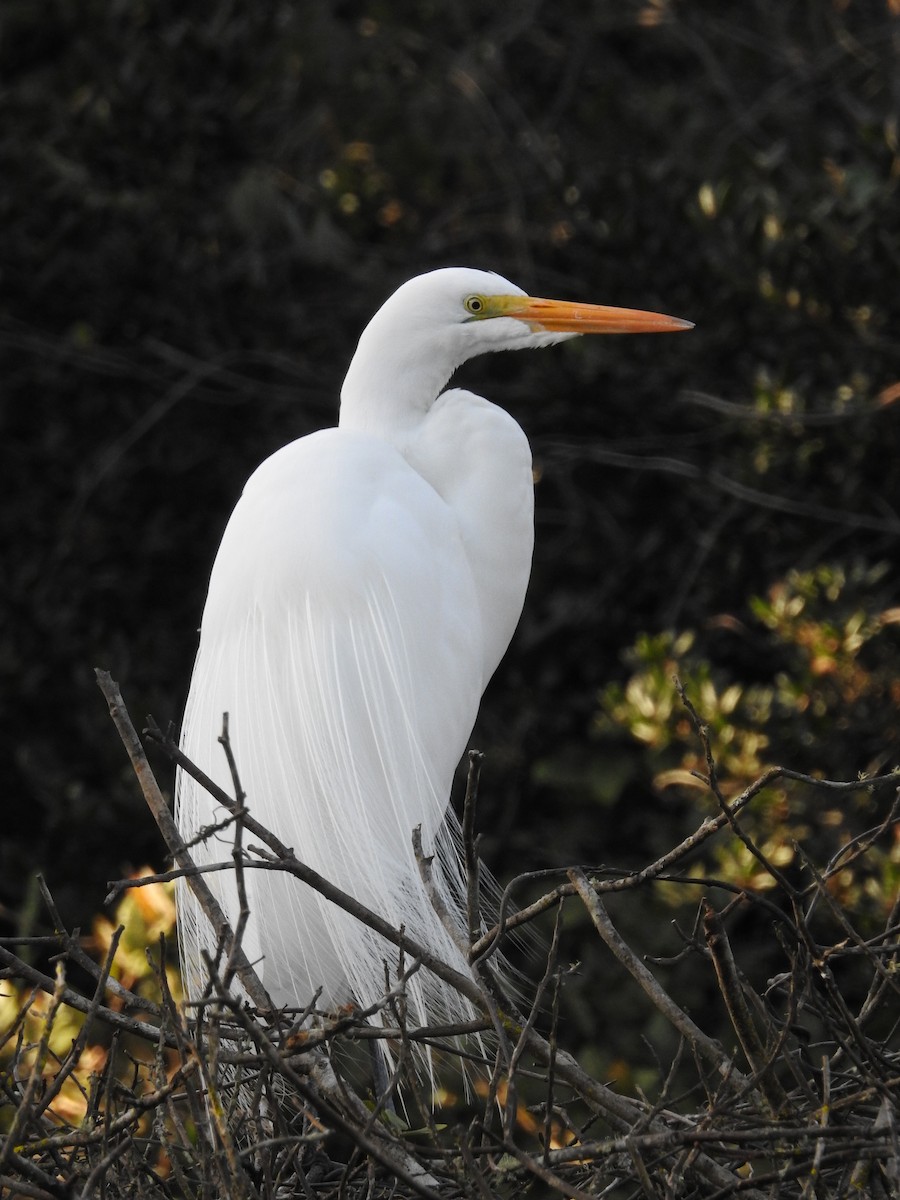 Great Egret - ML605055221