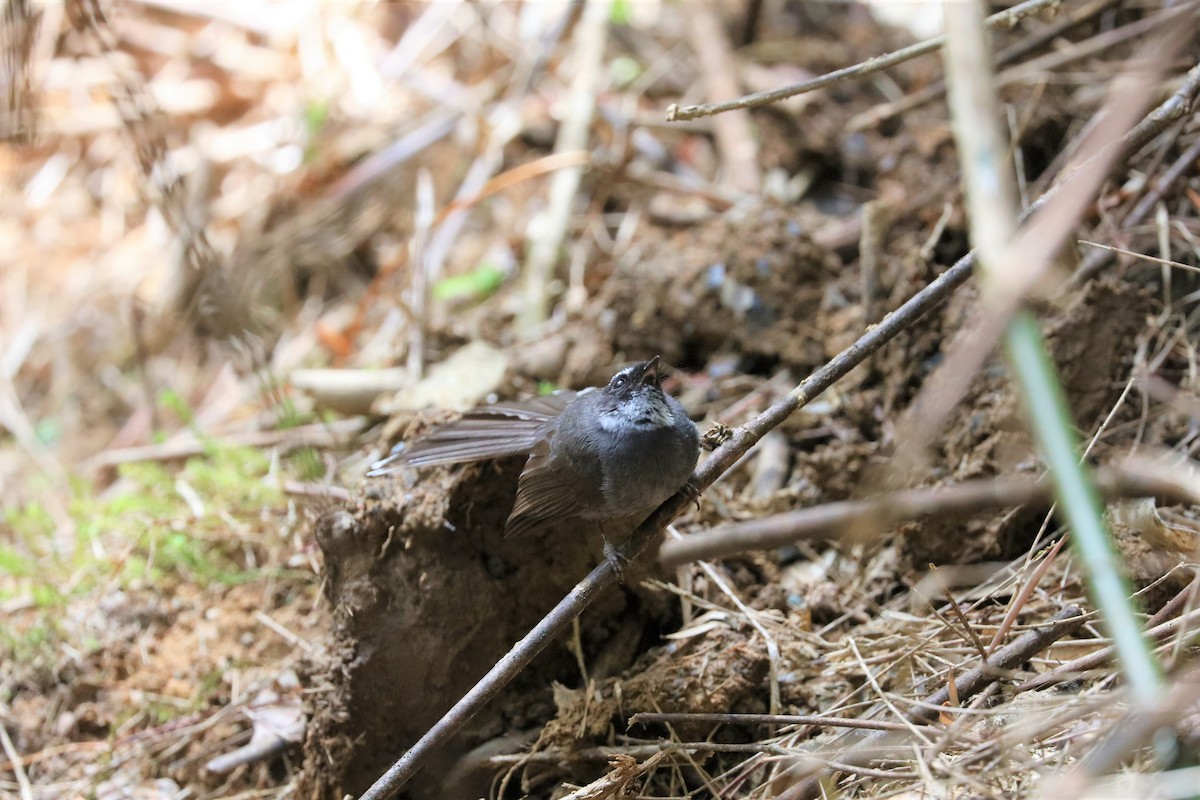 White-throated Fantail - ML605056001