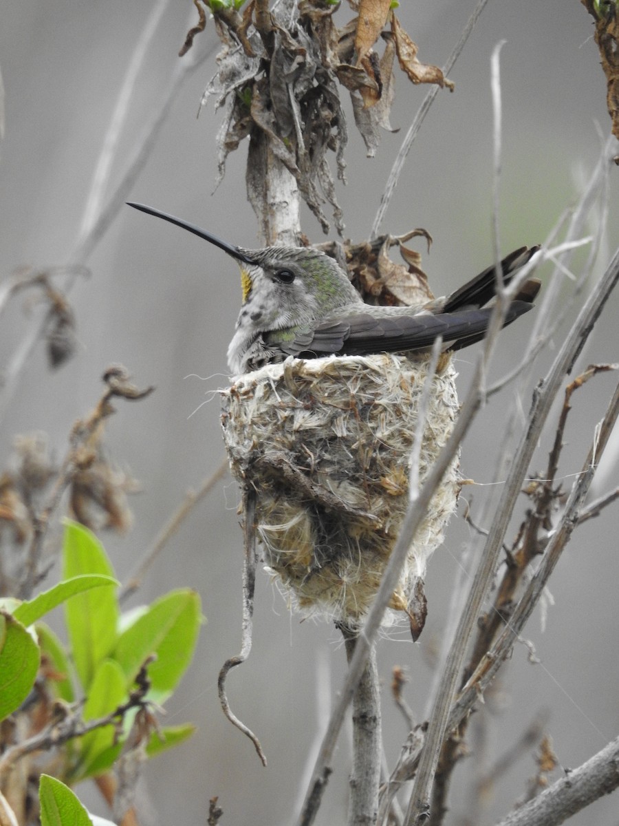 Oasis Hummingbird - ML605056021